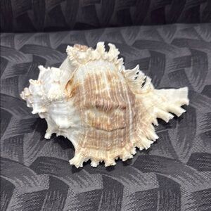 Natural Seashell Decor